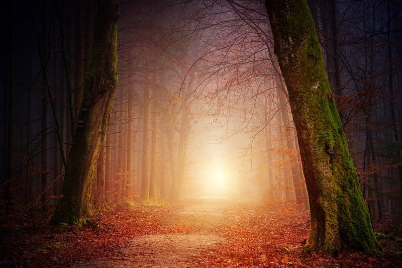 Enchanted Forest Trail
