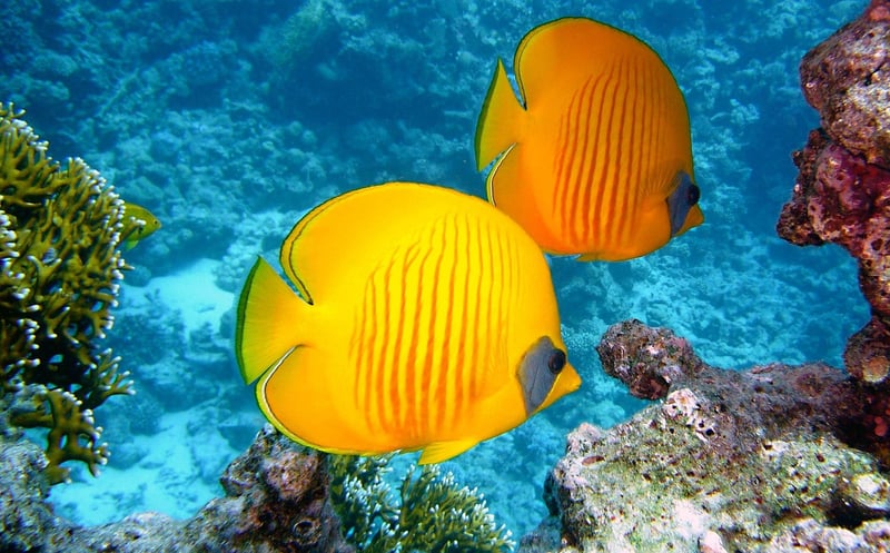 Maldives